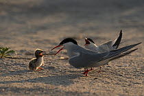 Pair of Common terns (Sterna hirundo) calling with chick, backlit.  Long Island, New York, USA. June. Topaz AI DeNoise applied.