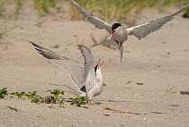 Two Common terns (Sterna hirundo) in middle of aggressive encounter as one lands near nest with chick in it.  Long Island, New York, USA. June.
