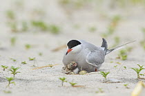 Common tern (Sterna hirundo) brooding newly-hatched chick, still with egg-tooth, and two unhatched eggs.  Nickerson Beach, Long Island, New York, USA. June.