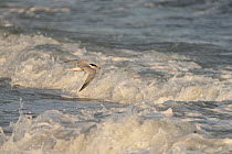 Adult Common tern (Sterna hirundo) in flight over crashing waves, carrying fish in beak.   Long Island, New York, USA.