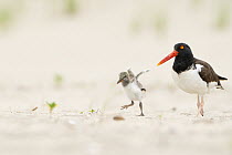 Adult American oystercatcher (Haematopus palliatus) walking along beach, with chick running and flapping its wings.  Long Island, New York, USA. June.