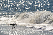 Adult American oystercatcher (Haematopus palliatus) silhouetted against breaking waves.  Long Island, New York, USA. June.