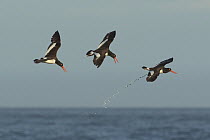 Three American oystercatchers (Haematopus palliatus) in flight, calling during aerial piping display, courtship and territorial behavior, with one defecating.  Long Island, New York, USA. June. Topa...