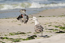 Adult American oystercatcher (Haematopus palliatus) attacking juvenile Great black-backed gull (Larus marinus) on beach.  Long Island, New York, USA. June.  Topaz AI Sharpen applied.