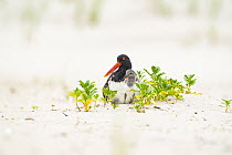 Adult American oystercatcher (Haematopus palliatus) resting on beach with half-grown chick.   Long Island, New York, USA. June. Topaz DeNoise applied.