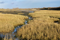 Cord grass (Spartina sp.) growing on estuarine saltmarshes, Snowhill creek, near West Wittering, Chichester Harbour, Hampshire, UK. February.