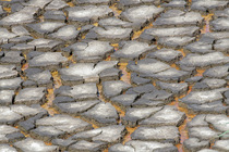 Cracked mud in dried out brackish lagoon during a period of drought in summer, Lymington and Keyhaven Marshes Nature Reserve, Hampshire, UK. August, 2022.
