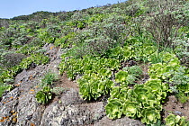 Canary island aeonium (Aeonium canariense), dry mountain slope, Anaga Rural Park, Tenerife, Canary Islands, November. Tenerife endemic species.