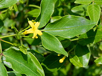 Fragrant  jasmine (Jasminum odoratissimum), flowering in montane laurel forest, Chamorga, Anaga Mountains, Tenerife, Canary Islands, Spain, November. Endemic to the Canary Islands and Madeira.