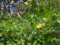 Fragrant  jasmine (Jasminum odoratissimum), flowering in Montane laurel forest, Chamorga, Anaga Mountains, Tenerife, Canary Islands, Spain, November. Endemic to the Canary Islands and Madeira.