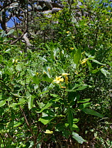Fragrant  jasmine (Jasminum odoratissimum), flowering in montane laurel forest, Chamorga, Anaga Mountains, Tenerife, Canary Islands, November. Endemic to the Canary Islands and Madeira.