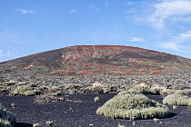 Montana de las Vacas volcano, partially colonised by endemic vegetation, Mount Teide National Park, Tenerife, Canary Islands, October, 2022.