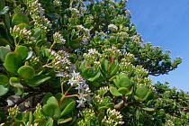Money tree (Crassula ovata/argentea) flowering, Chamorga, Anaga Rural Park,Tenerife, Canary Islands, November. Introduced species from South Africa.