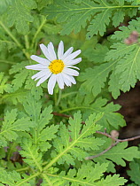 Mountain daisy (Argyranthemum coronopifolium), growing in laurel forest clearing, Anaga Rural Park,Tenerife, Canary Islands, Spain, November. Canary Islands endemic.