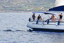 Short-finned pilot whales (Globicephala macrorhynchus) surfacing near Dolphin and Whale watching trip, Tenerife, Canary Islands, Atlantic Ocean, October.