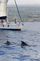 Short-finned pilot whale (Globicephala macrorhynchus) mother and calf surfacing near Dolphin and Whale watching trip, Tenerife, Canary Islands, Atlantic Ocean, October.