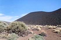 Cinder cone, created by an eruption of the Fasnia volcano in 1705 with White broom (Spartocytisus supranubius) and other endemic plants growing beside it, Teide National Park, Tenerife, Canary Islands...