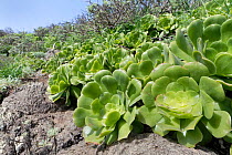Canary island aeonium (Aeonium canariense), growing on a dry mountain slope, Anaga Rural Park, Tenerife, Canary Islands, November. Tenerife endemic species.