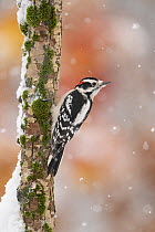 Male Downy woodpecker (Picoides pubescens) clinging to small tree trunk in winter, with orange foliage in background.  Freeville, New York, USA. December.  Topaz DeNoise AI applied.
