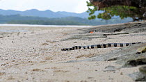 Yellow-lipped sea krait / Banded sea krait / Colubrine sea krait (Laticauda colubrina) returning to the South Pacific Ocean. The animal enters the frame and then slithers across the sand. Leleluvia Is...