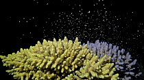 Acropora (Acropora sp.) hard coral spawning into the water during the night. This once-a-year event is influenced by several factors: temperature, day length, possible chemical cues and the lunar cycl...
