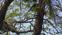 Fiji goshawk (Accipiter rufitorques) perched in a tree and calling. This species is endemic to Fiji. Suva, Viti Levu, Fiji.