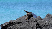 Galapagos sea lion (Zalophus wollebaeki) lying on a rock and basking in the sun. The sea lion uses the rock to scratch an itch on its neck. The animal is trying to rest but it is being disturbed by fl...