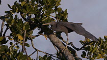Pacific reef Heron (Egretta sacra) resting in a Mangrove tree (Rhizophora sp). The animal stretches its wing and leg. Suva, Viti Levu, Fiji.