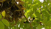 Pink-billed parrotfinch (Erythrura kleinschmidti) enters frame and lands on a branch. The bird looks around and then enters its nest. The nest has been built on an invasive African tulip tree (Spathod...