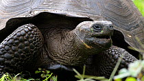 Chatham Island giant tortoise / San Cristobal giant tortoise (Chelonoidis niger chathamensis) looking around. The animal opens its mouth. Galapagos Islands, Ecuador. Endangered.