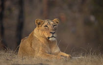 Asiatic lion (Panthera Leo persica) female, resting in grassland, Gir National Park, Gujarat, India.