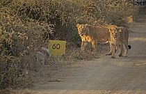 Two Asiatic lions (Panthera Leo persica) female, walking along dirt road, Gir, Gujarat, India.