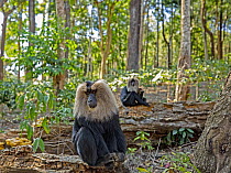Two Lion-tailed macaques (Macaca silenus) sitting on fallen trees in woodland bordering a tea plantation, Valparai, Tamil Nadu, India.