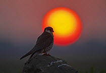 Amur falcon (Falco amurensis) female, perched on a rock, backlit by setting sun, Lonavala, Maharashtra, India.