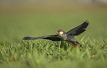 Amur falcon (Falco amurensis) female, taking flight in a meadow, Lonavala, Maharashtra, India.
