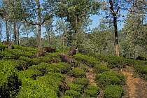 Indian gaur (Bos gaurus) herd grazing in a tea plantation, Valparai, Tamil Nadu, India.
