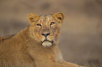 Asiatic lion (Panthera leo persica) female, resting, portrait, Gir National Park, Gujarat, India.