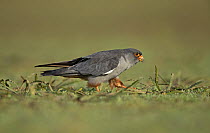 Amur falcon (Falco amurensis) male, standing in meadow feeding on grasshopper prey, Lonavala, Maharashtra, India.