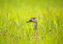 Lesser whistling duck (Dendrocygna javanica) standing in long grass, Uran, Maharashtra, India.
