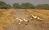 Indian blackbuck (Antilope cervicapra) pair, running across a dirt track through grassland, Velavadar, Gujarat, India.