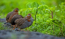 Four Jungle bush quails (Perdicula asiatica) foraging in grassland during monsoons, Western Ghats, Maharashtra, India.