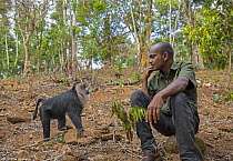 Lion-tailed macaque (Macaca silenus) alongside a 'monkey watcher' - a man from the tribal community appointed by a conservation organisation to ensure the macaques do not become victims of v...