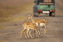 Two Indian blackbuck (Antilope cervicapra) females with a calf standing on dirt road with a passing safari tourist vehicle in background, Velavadar, Gujarat, India.