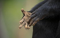 Lion-tailed macaque (Macaca silenus) hands detail, Valparai, Tamil Nadu, India.