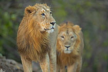Two Asiatic lions (Panthera Leo persica) walking on a winter morning, Gir National Park, Gujarat, India.