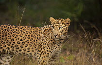 Leopard (Panthera pardus) standing in grassland, India.
