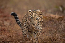 Leopard (Panthera pardus) prowling through grassland, India.
