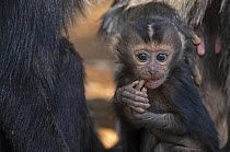 Lion-tailed macaque (Macaca silenus) infant, sitting among the troop with its finger in its mouth, Valparai, Tamil Nadu, India.