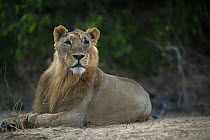 Asiatic lion (Panthera Leo persica) elderly male, resting, Gir National Park, Gujarat, India.