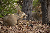 Asiatic lions (Panthera leo persica) pair during courtship, the male watching as the female scratches herself, Gir National Park, Gujarat, India.